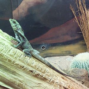 Aquarium/Reptile Complex - Frilled Lizard