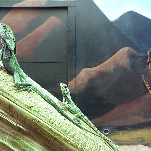 Aquarium/Reptile Complex - Frilled Lizard