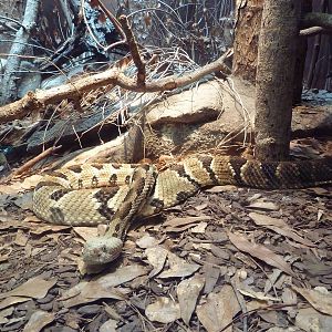 Aquarium/Reptile Complex - Timber Rattlesnake