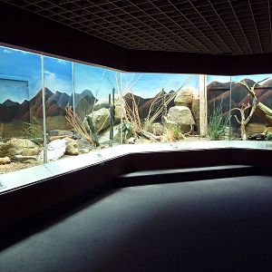 Aquarium/Reptile Complex - Desert Exhibits