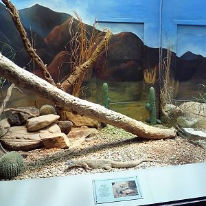 Aquarium/Reptile Complex - Gould's Monitor Exhibit