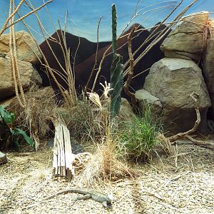 Aquarium/Reptile Complex - Grand Cayman Blue Iguana Exhibit