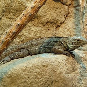 Aquarium/Reptile Complex - Grand Cayman Blue Iguana