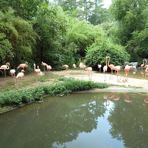 Caribbean Flamingo Exhibit