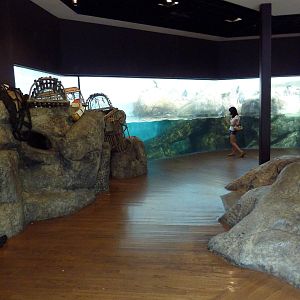 Bird House - Penguin Coast: King/Rockhopper/Gentoo Penguin Exhibit