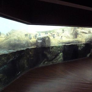 Bird House - Penguin Coast: King/Rockhopper/Gentoo Penguin Exhibit