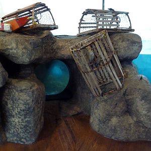 Bird House - Penguin Coast: King/Rockhopper/Gentoo Penguin Exhibit