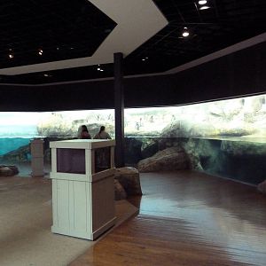 Bird House - Penguin Coast: King/Rockhopper/Gentoo Penguin Exhibit