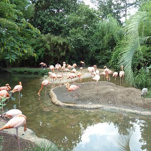 Caribbean Flamingo Exhibit