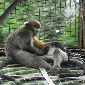 Guizhou snob-nosed monkey