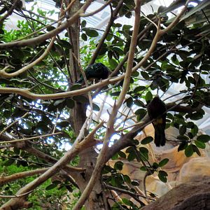 Animal Planet Australia: Wild Extremes-Wompoo Fruit Doves