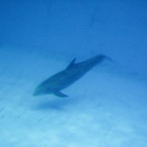 Bottlenose Dolphin