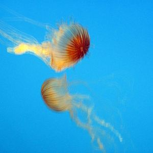 Jelliws Invasion: Oceans Out of Balance