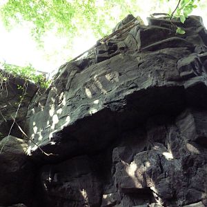 Appalachian Cove Forest