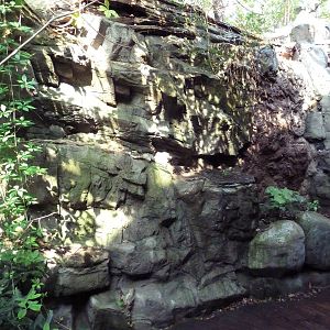 Appalachian Cove Forest