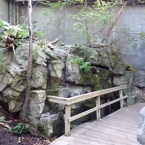 Appalachian Cove Forest