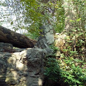 Appalachian Cove Forest