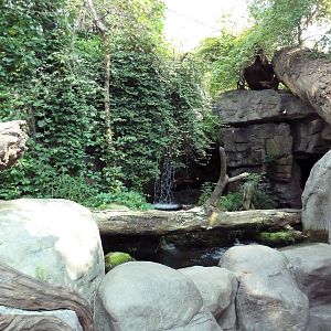 Appalachian Cove Forest