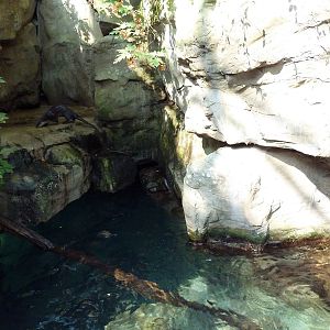 Appalachian Cove Forest - River Otter Exhibit