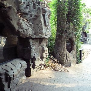 Appalachian Cove Forest