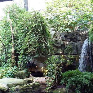 Appalachian Cove Forest