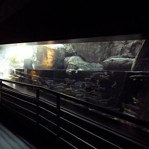 Appalachian Cove Forest - Trout Exhibit