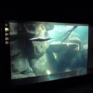 Appalachian Cove Forest - River Otter Exhibit