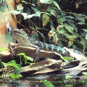 Mississippi Delta - Juvenile Alligator