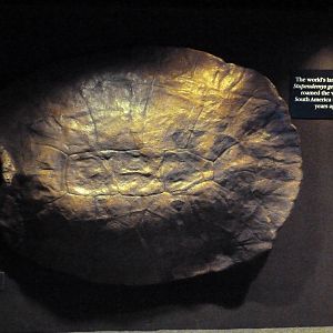 Rivers Of The World - Turtle Shell