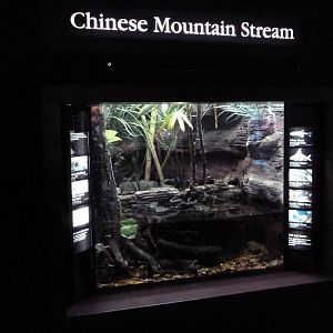 Rivers Of The World - Chinese Mountain Stream Exhibit
