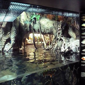 Rivers Of The World - Amazon Exhibit