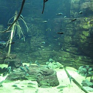 Rivers Of The World - Lake Tanganyika Exhibit