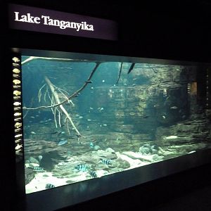 Rivers Of The World - Lake Tanganyika Exhibit