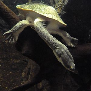 Rivers Of The World - Giant Snake-Necked Turtle