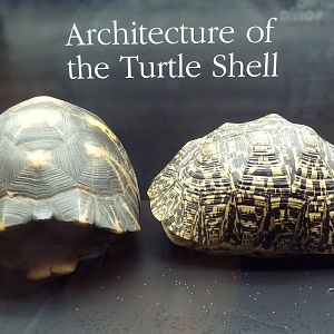 Tennessee River Gallery - Turtle Shells