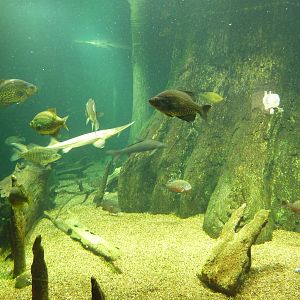 Tennessee River Gallery - Nickajack Lake