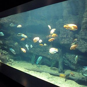 Tennessee River Gallery