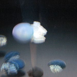 Jellies Invasion: Oceans Out of Balance