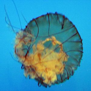 Jellies Invasion: Oceans Out of Balance