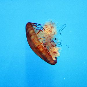 Jellies Invasion: Oceans Out of Balance