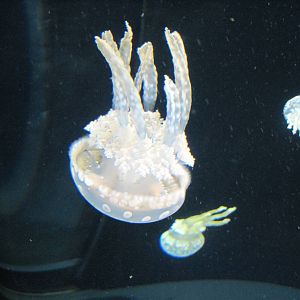 Jellies Invasion: Oceans Out of Balance