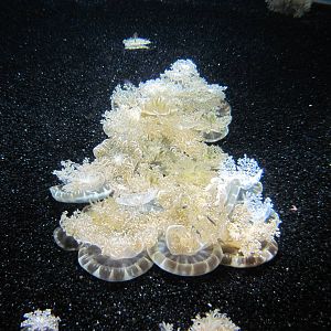 Jellies Invasion: Oceans Out of Balance