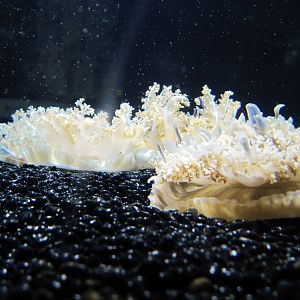 Jellies Invasion: Oceans Out of Balance