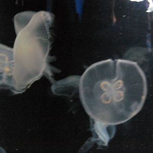 Jellies Invasion: Oceans Out of Balance