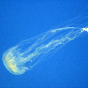 Jellies Invasion: Oceans Out of Balance