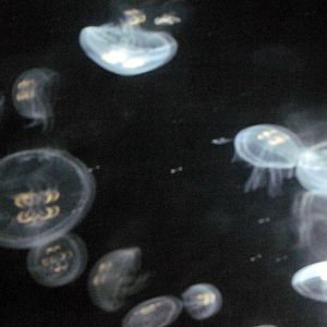 Jellies Invasion: Oceans Out of Balance