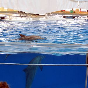 Bottlenose Dolphins