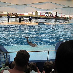 Bottlenose Dolphin