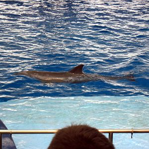 Bottlenose Dolphin