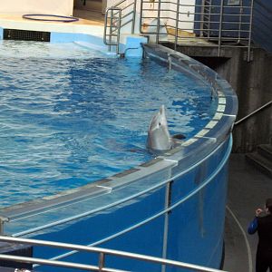 Bottlenose Dolphin